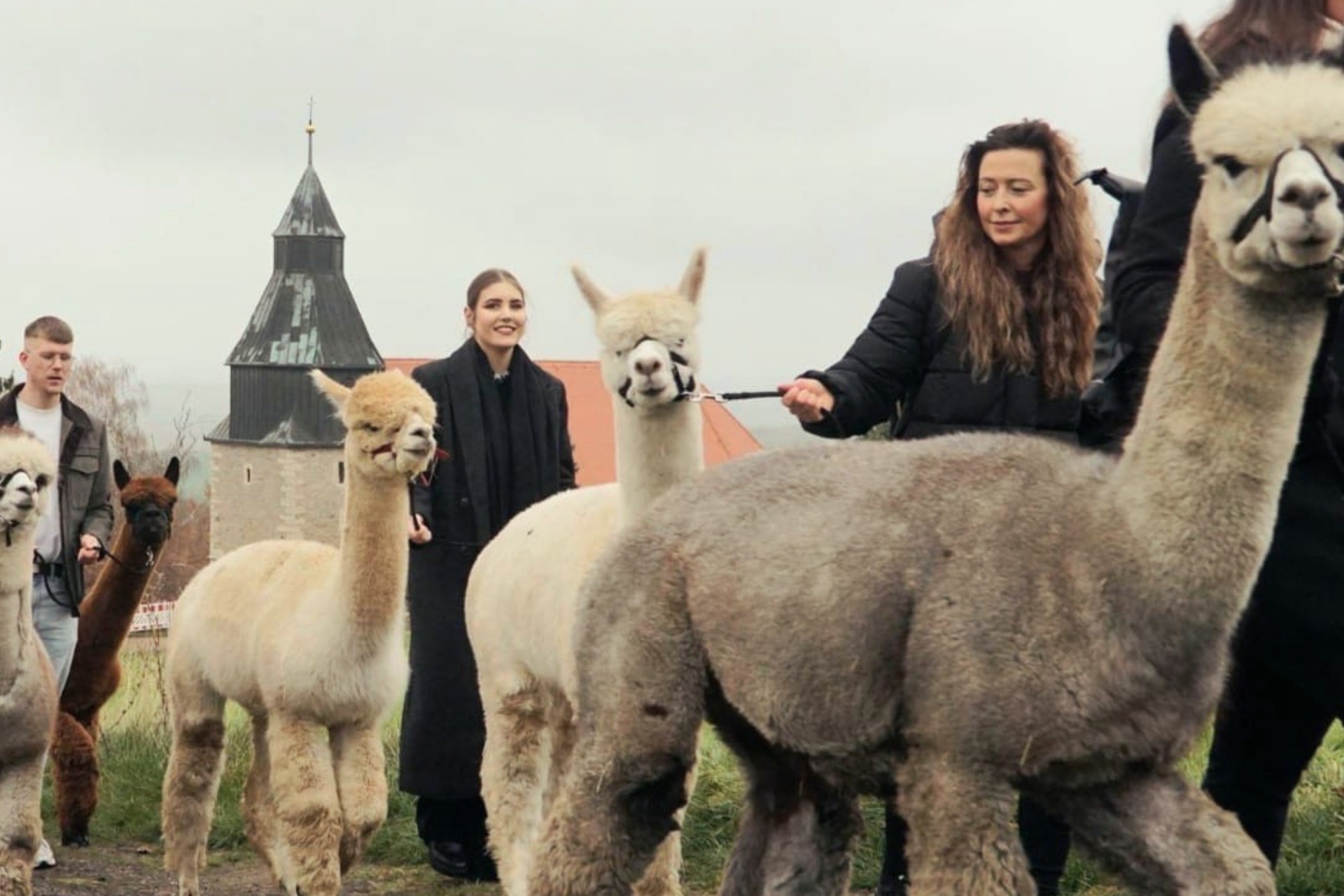 Alpaka Wanderung mit Farmführung