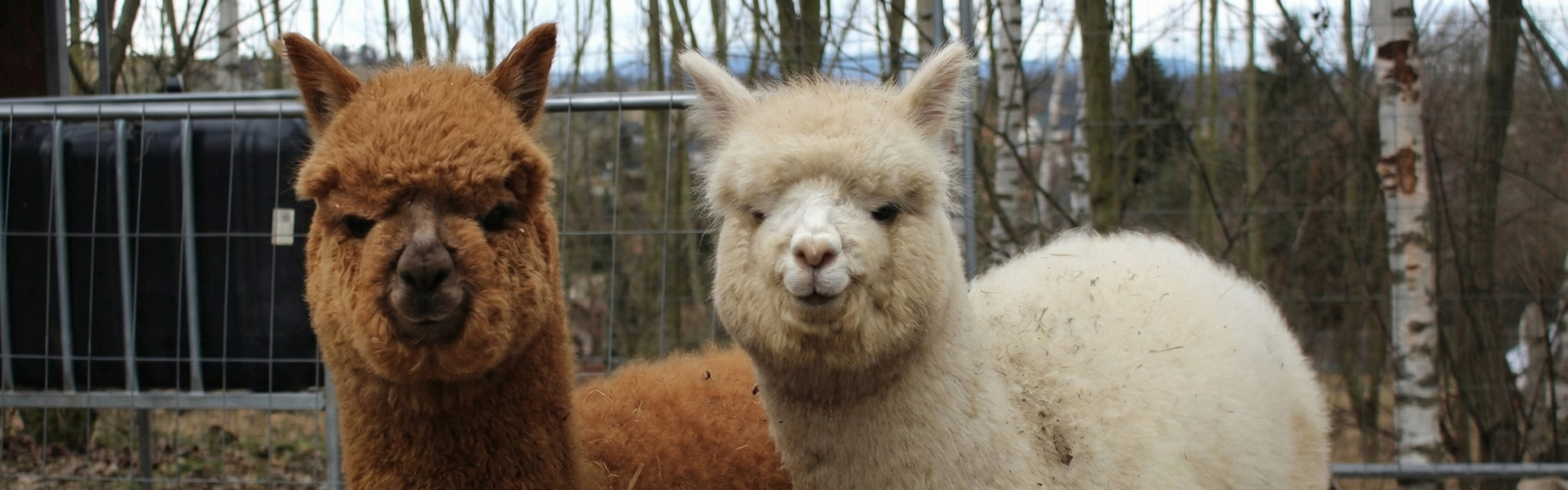 Alpaka Wanderung