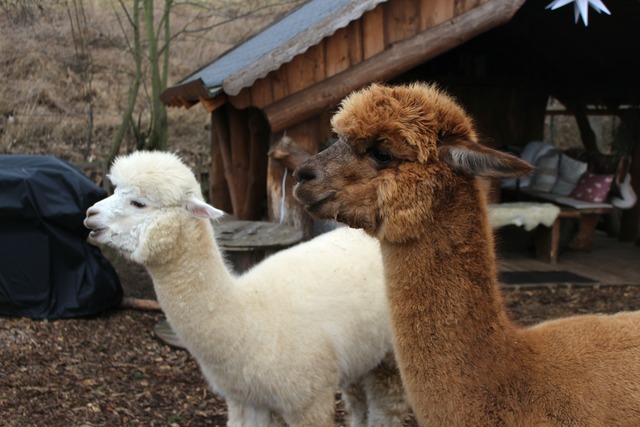 Alpakas bereit f&uuml;r einen Spaziergang