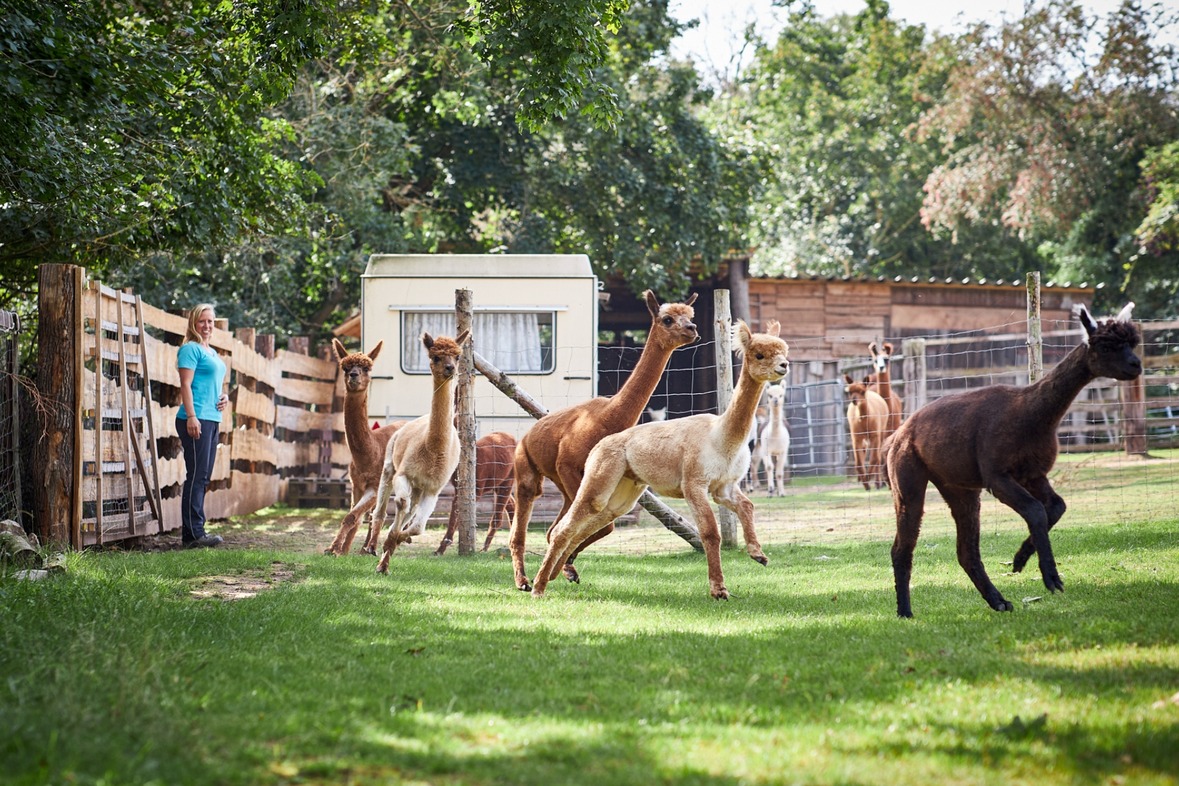 Alpaka Erlebnis Tag