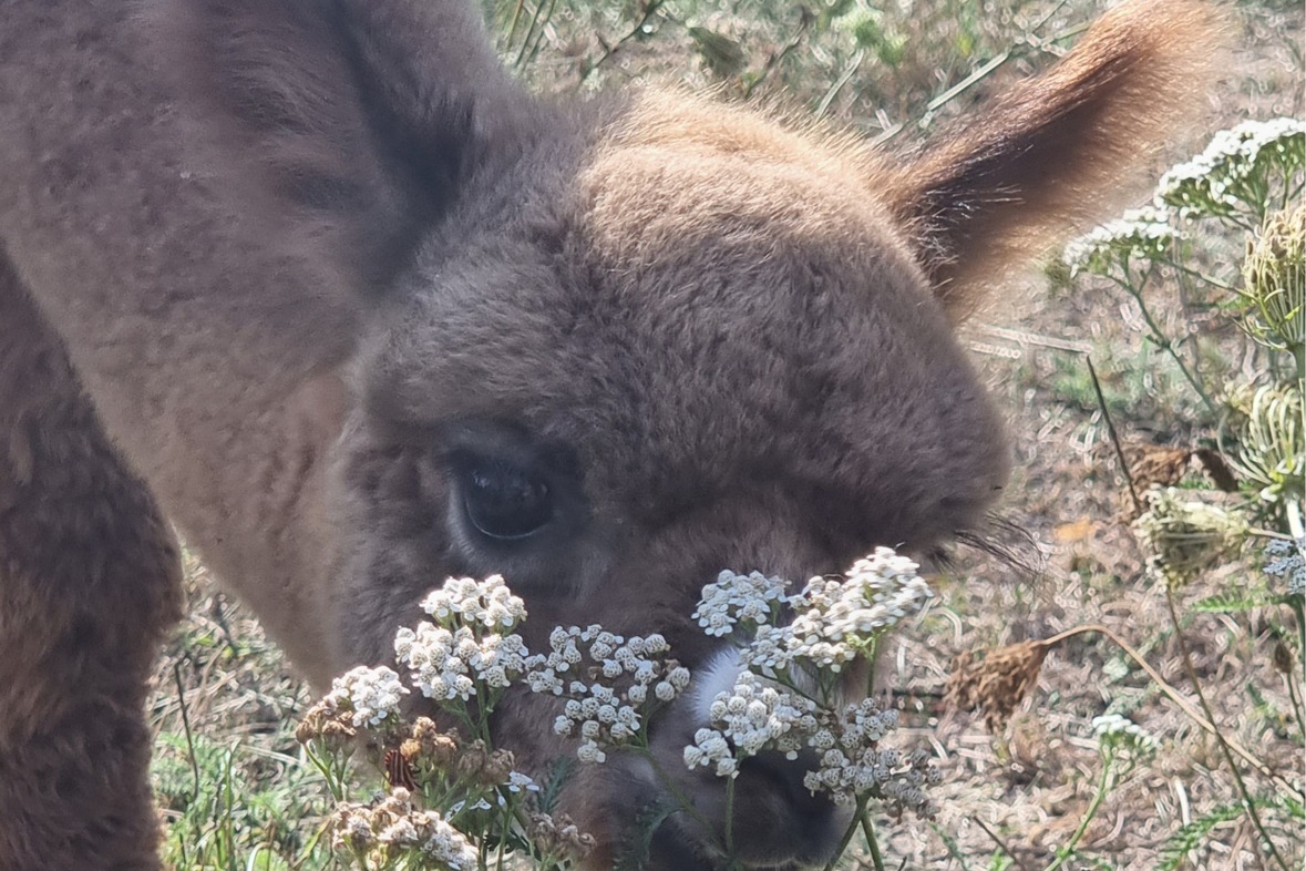 Alpaka / Lama Wanderung