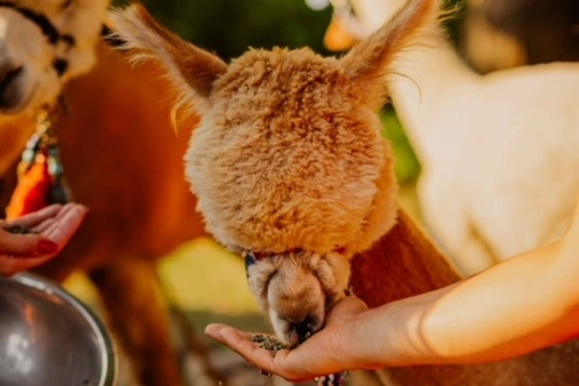 Alpakawanderung Finstertal