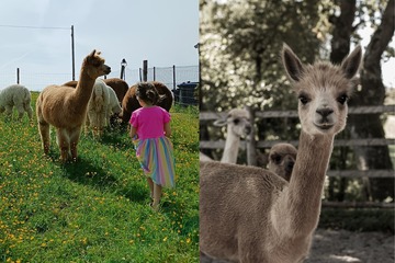 Kindergeburtstag bei den Alpakas