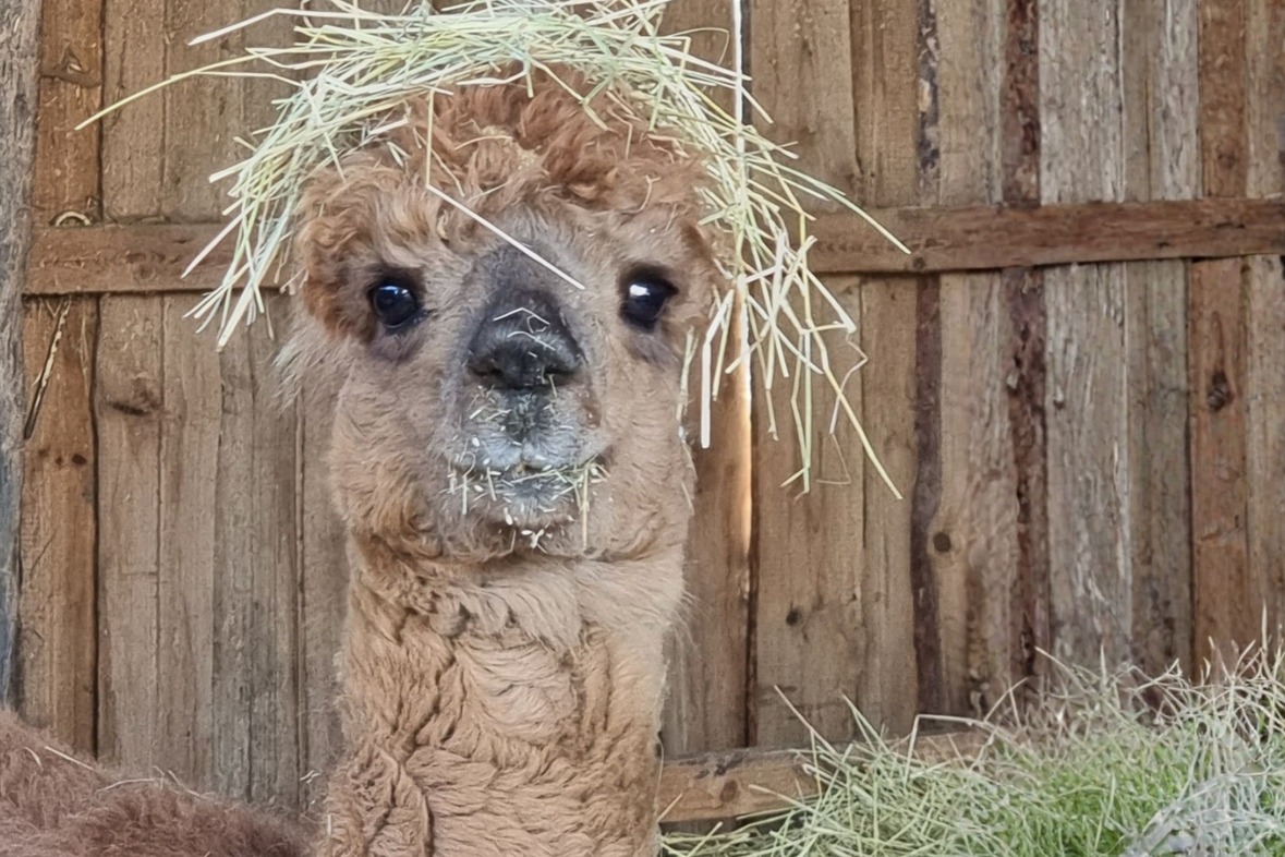 Alpaka Erlebnis Tag