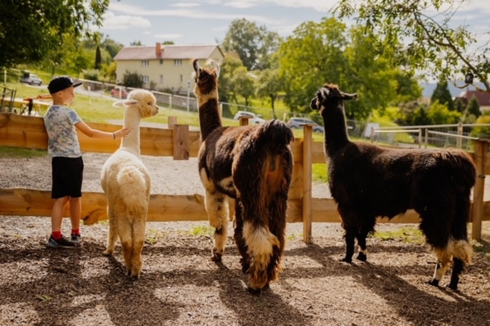 Alpaka Wanderung (Finstertal Tour)