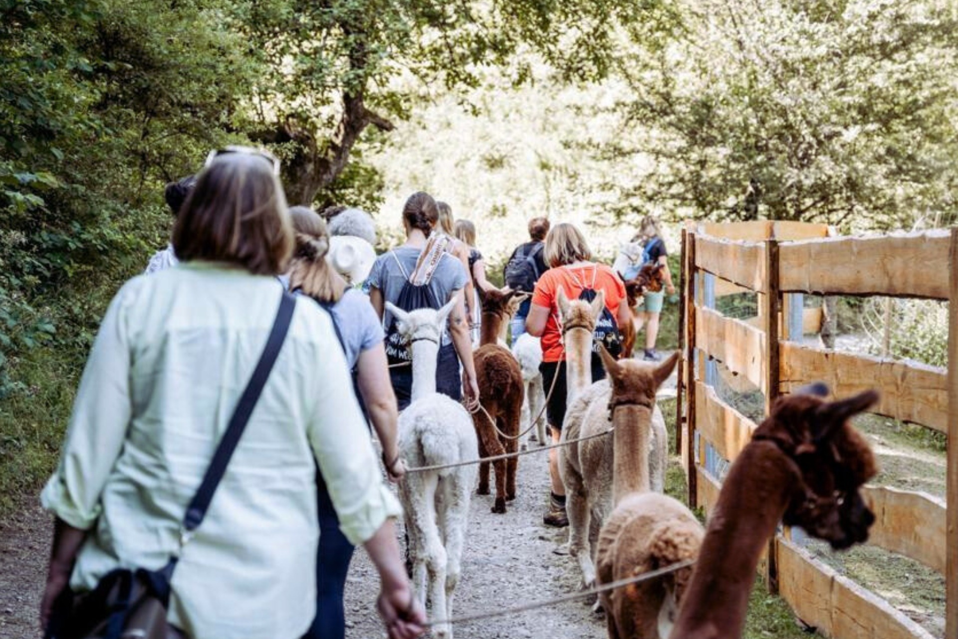 Alpaka Wanderung (Weekend)