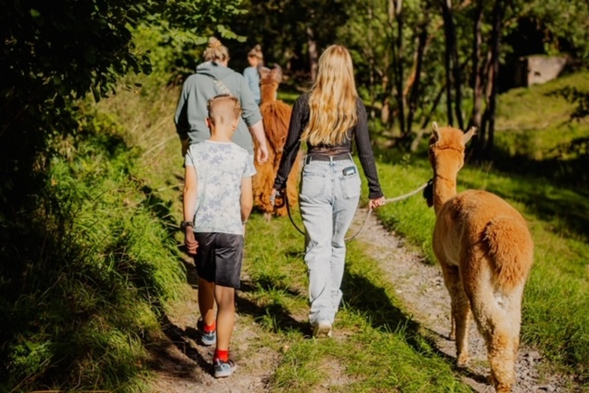 Alpaka Wanderung (Wutschenbach Tour)
