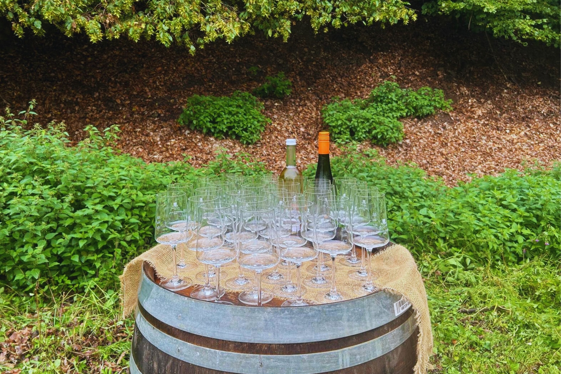 Alpaka Wanderung (Weinprobe)