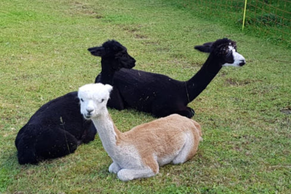 Alpaka Wanderung: Kleine Tour