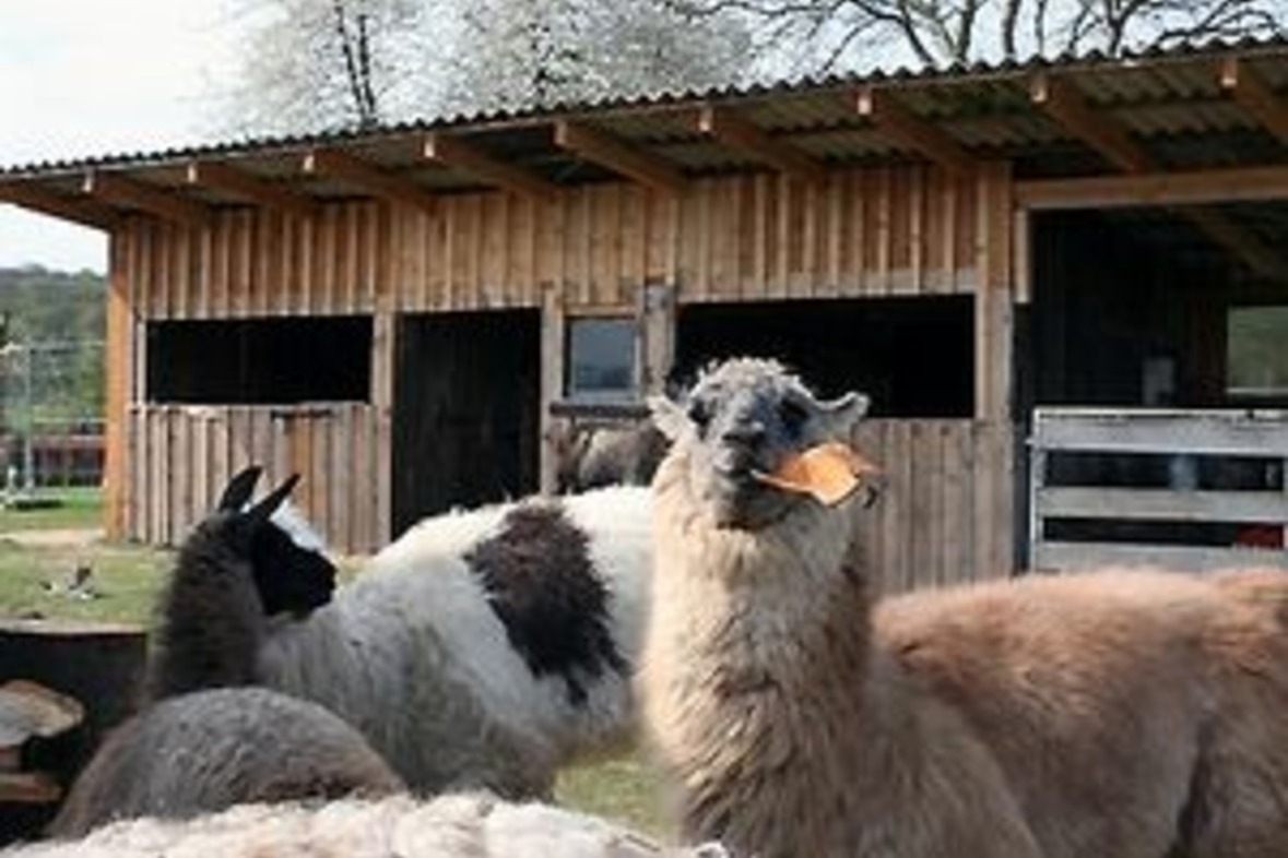 Lama Wanderung (Dreiländereck)