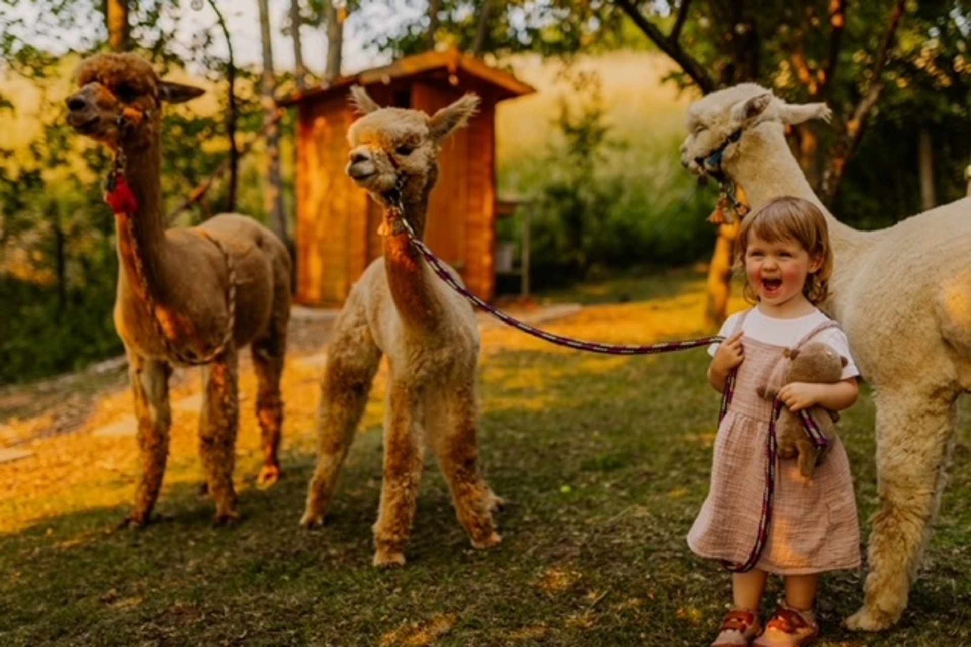 Alpaka Wanderung (Finstertal Tour)