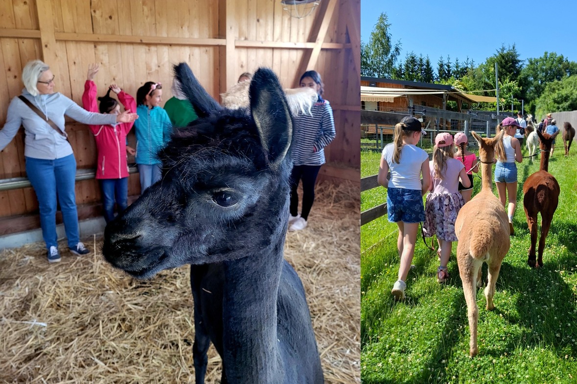 Kindergeburtstag bei den Alpakas