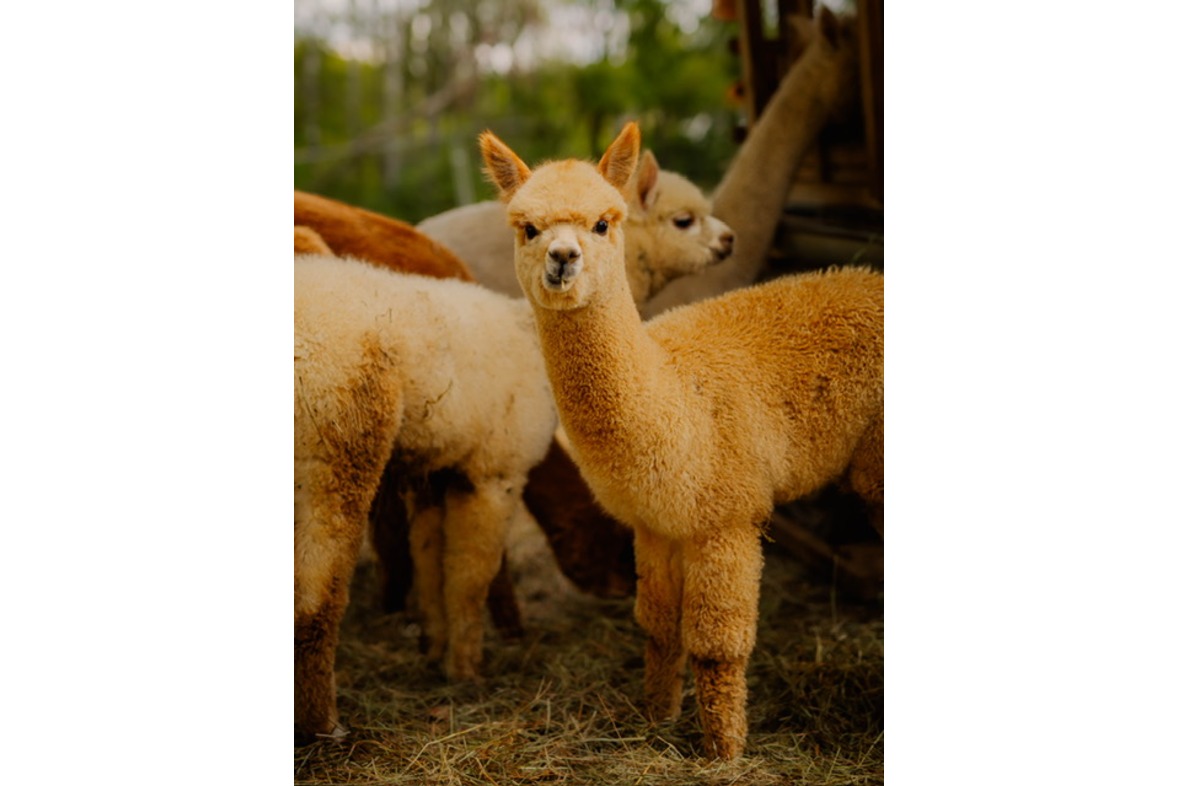 Alpaka Wanderung (Wutschenbach Tour)