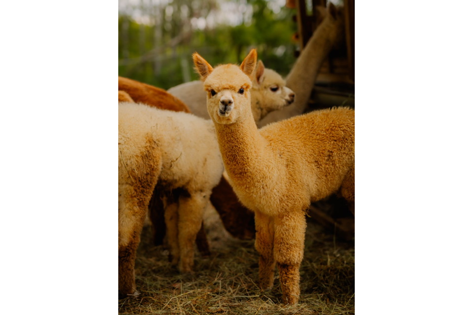 Alpaka Wanderung (Wutschenbach Tour)