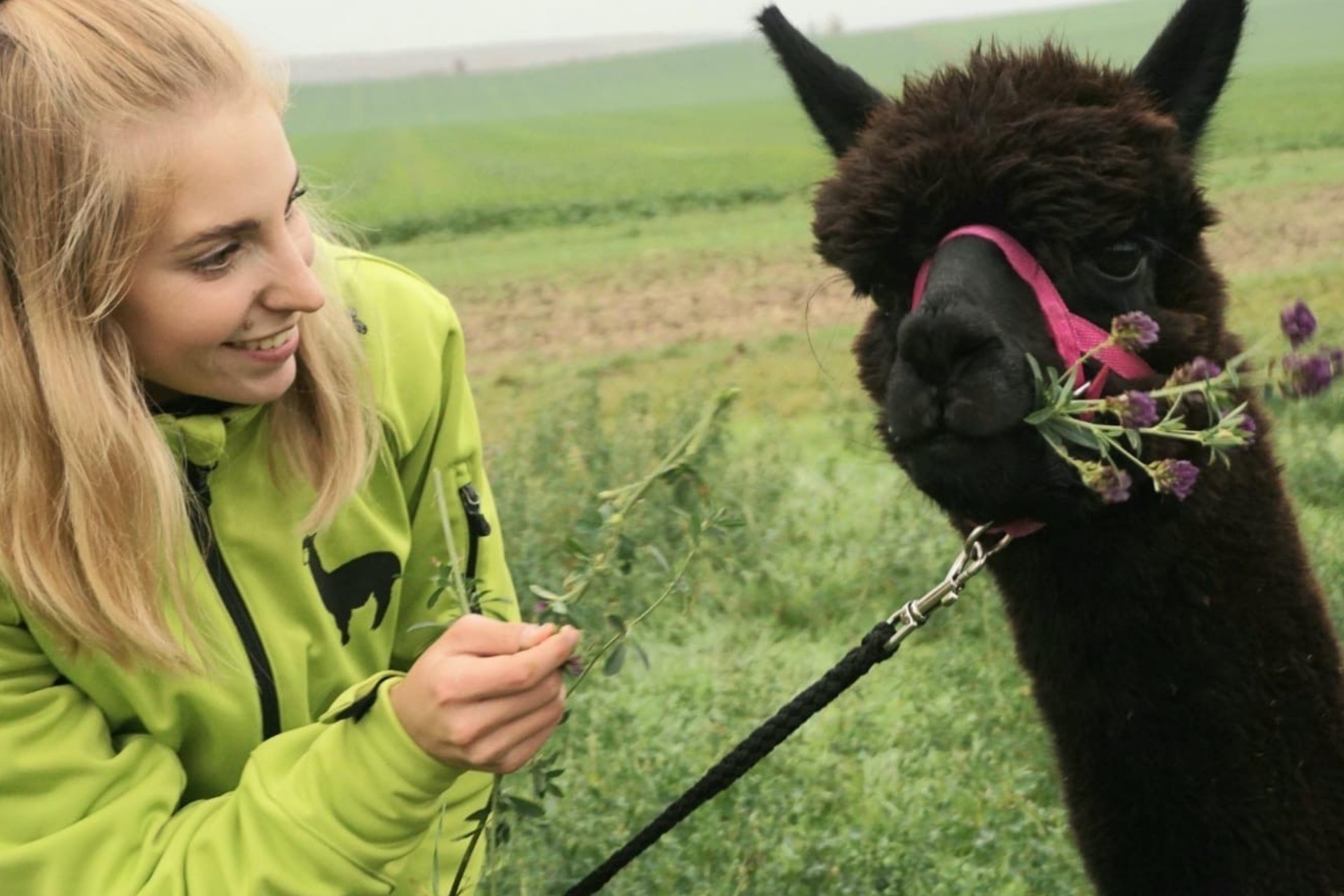 Alpaka Wanderung mit Farmführung