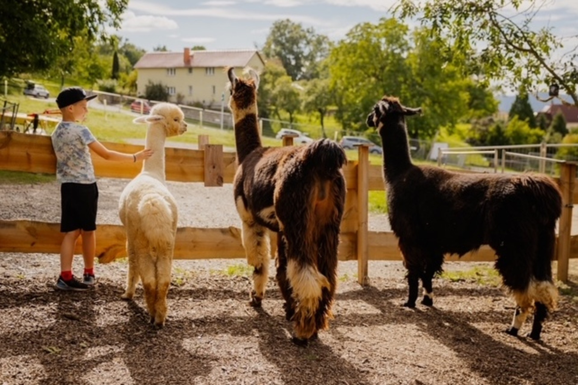 Alpaka Wanderung (Hopfengraben Tour)
