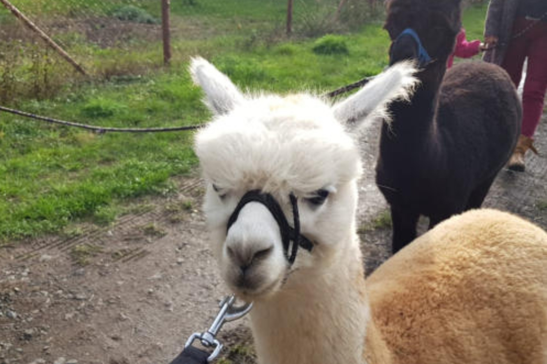 Alpaka Wanderung: Kleine Tour