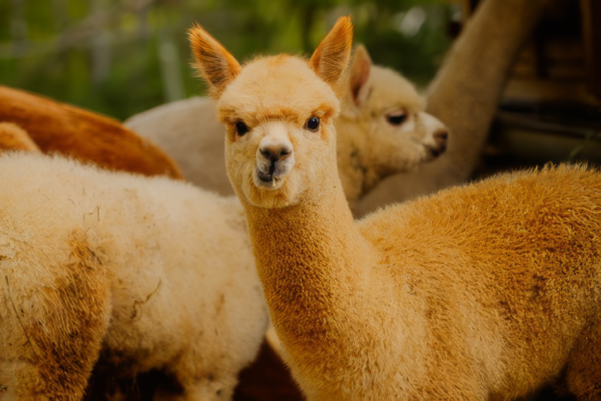 Alpaka Wanderung (Dreiherrenstein Tour)