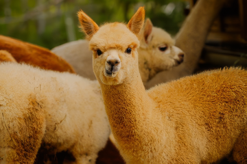 Alpaka Wanderung (Dreiherrenstein Tour)