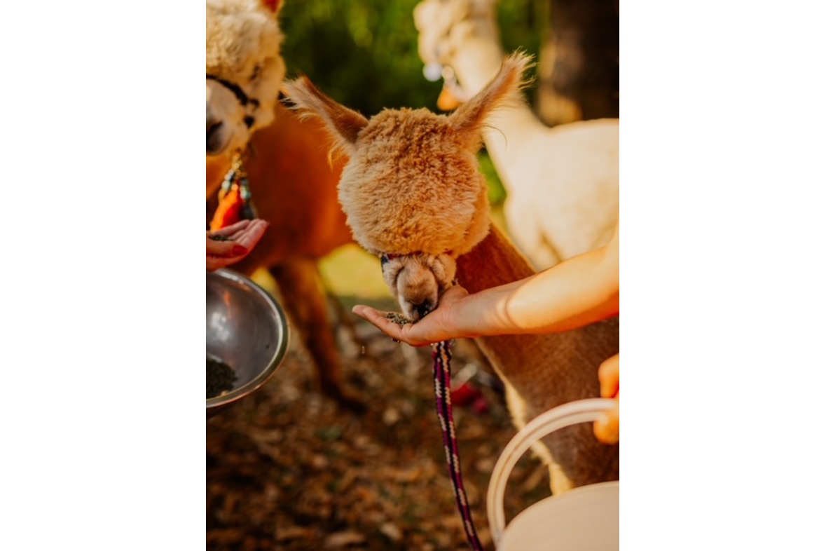 Alpaka Wanderung (Wutschenbach Tour)