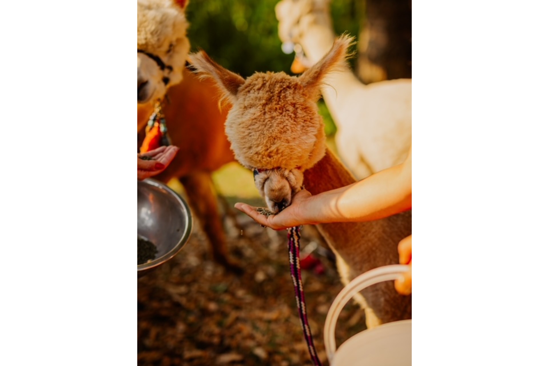 Alpaka Wanderung (Wutschenbach Tour)