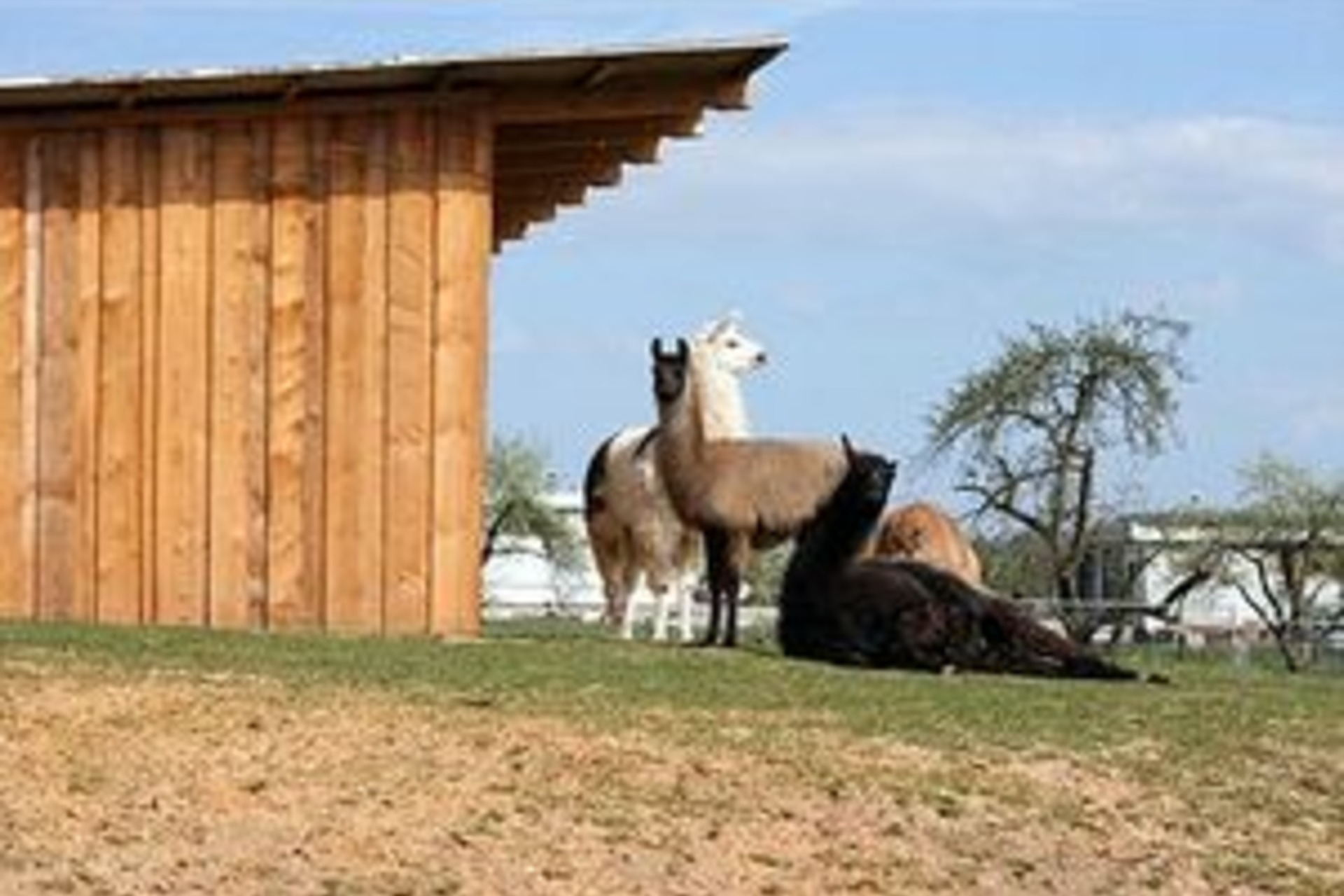 Lama Wanderung (Dreiländereck)