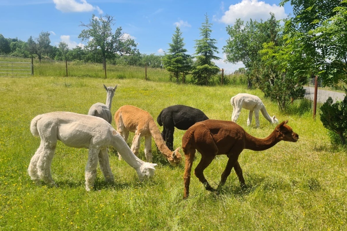 Alpaka Wanderung mit Farmführung