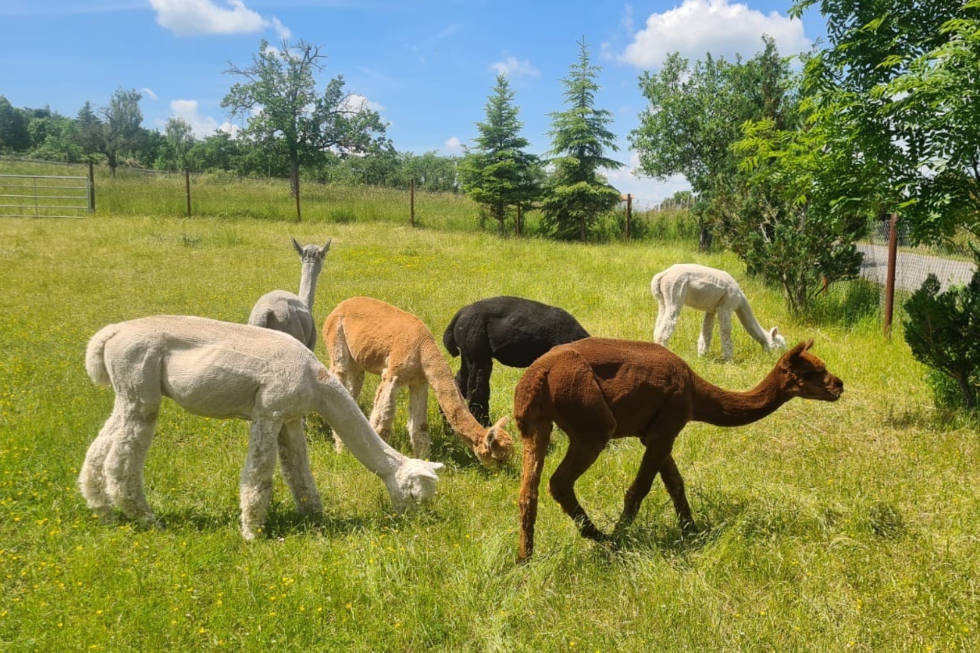 Alpaka Wanderung mit Farmführung