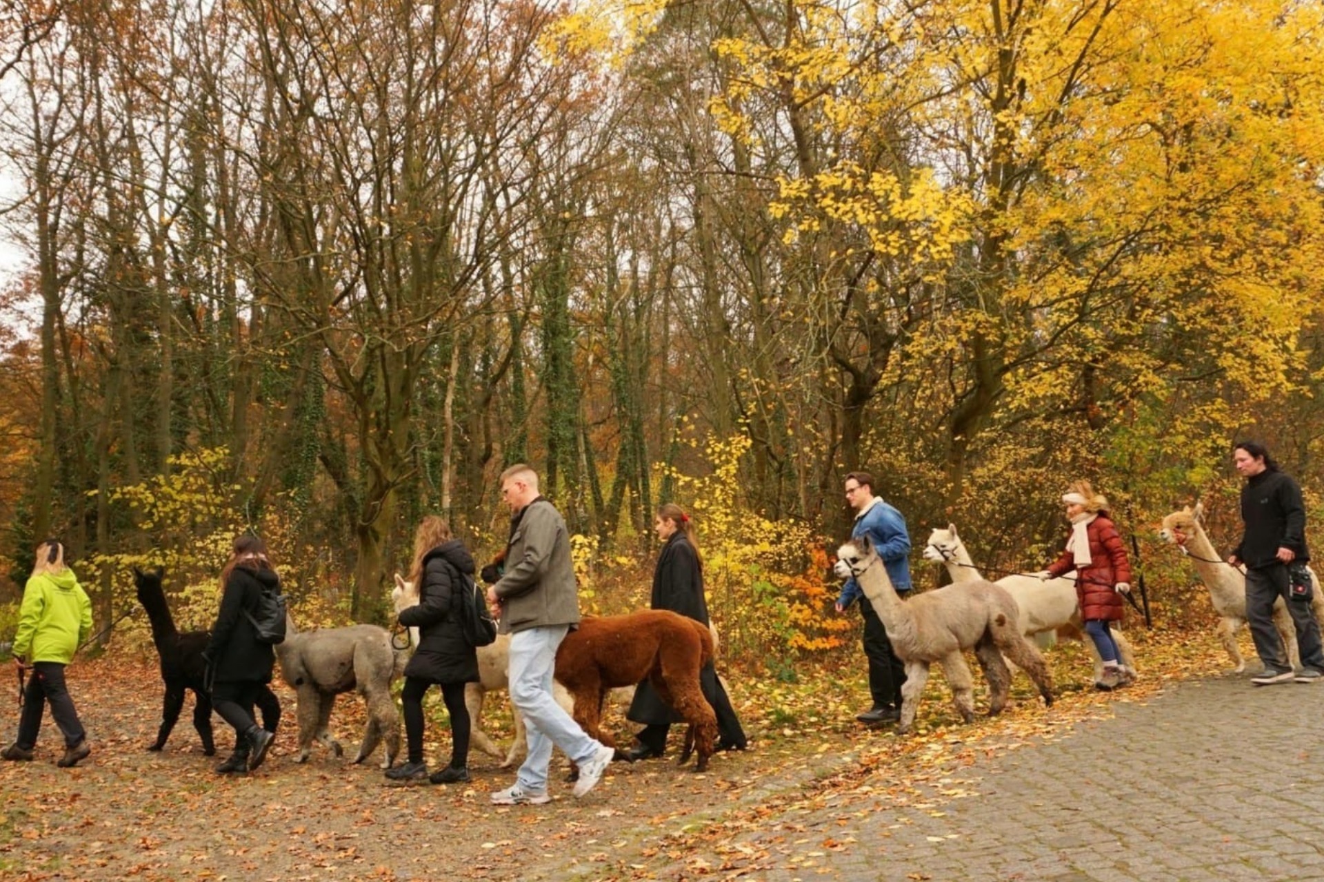 Alpaka Wanderung mit Farmführung