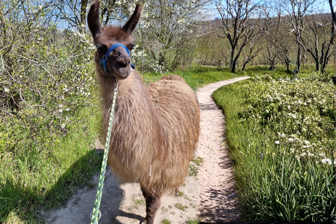 Alpaka / Lama Wanderung