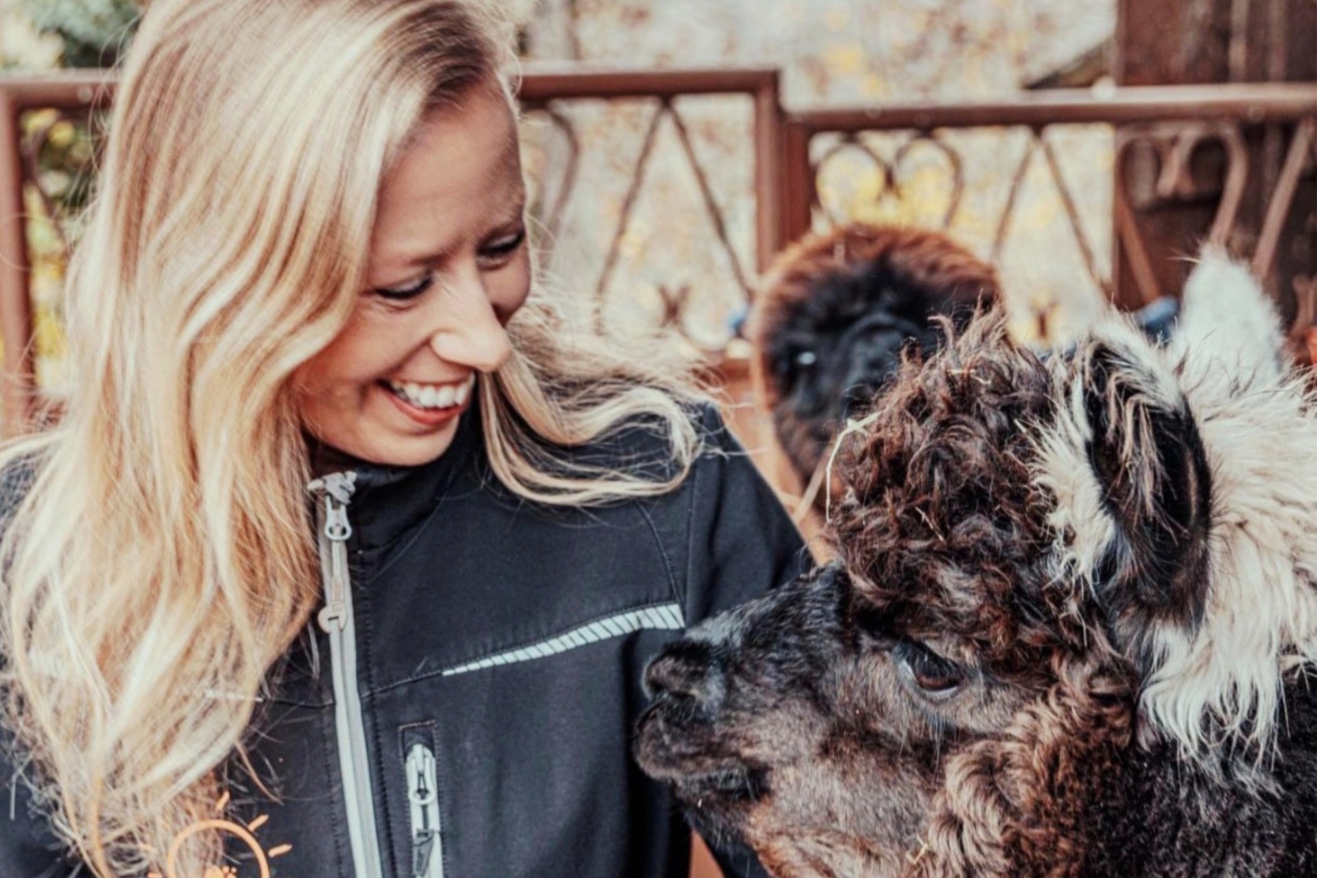 Alpaka / Lama Wanderung