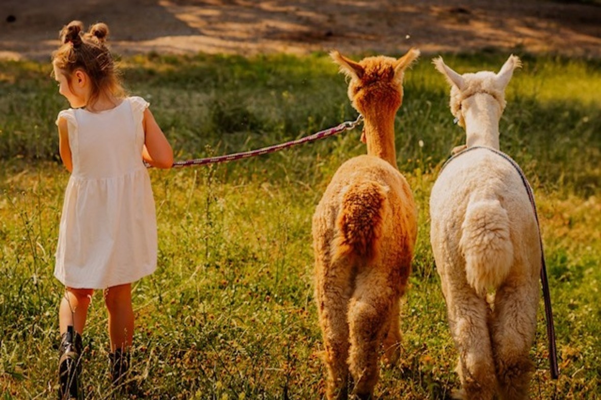 Alpaka Wanderung (Finstertal Tour)