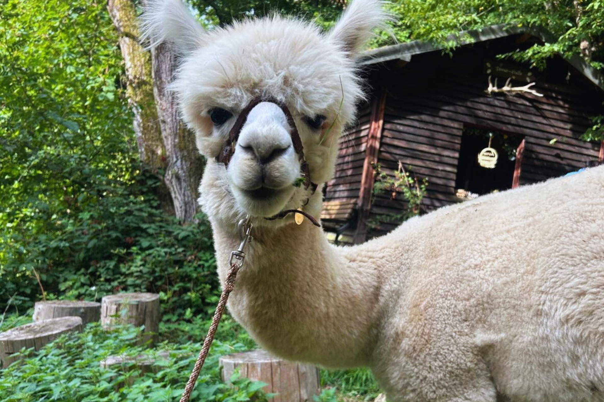 Alpaka Wanderung (Weekend)