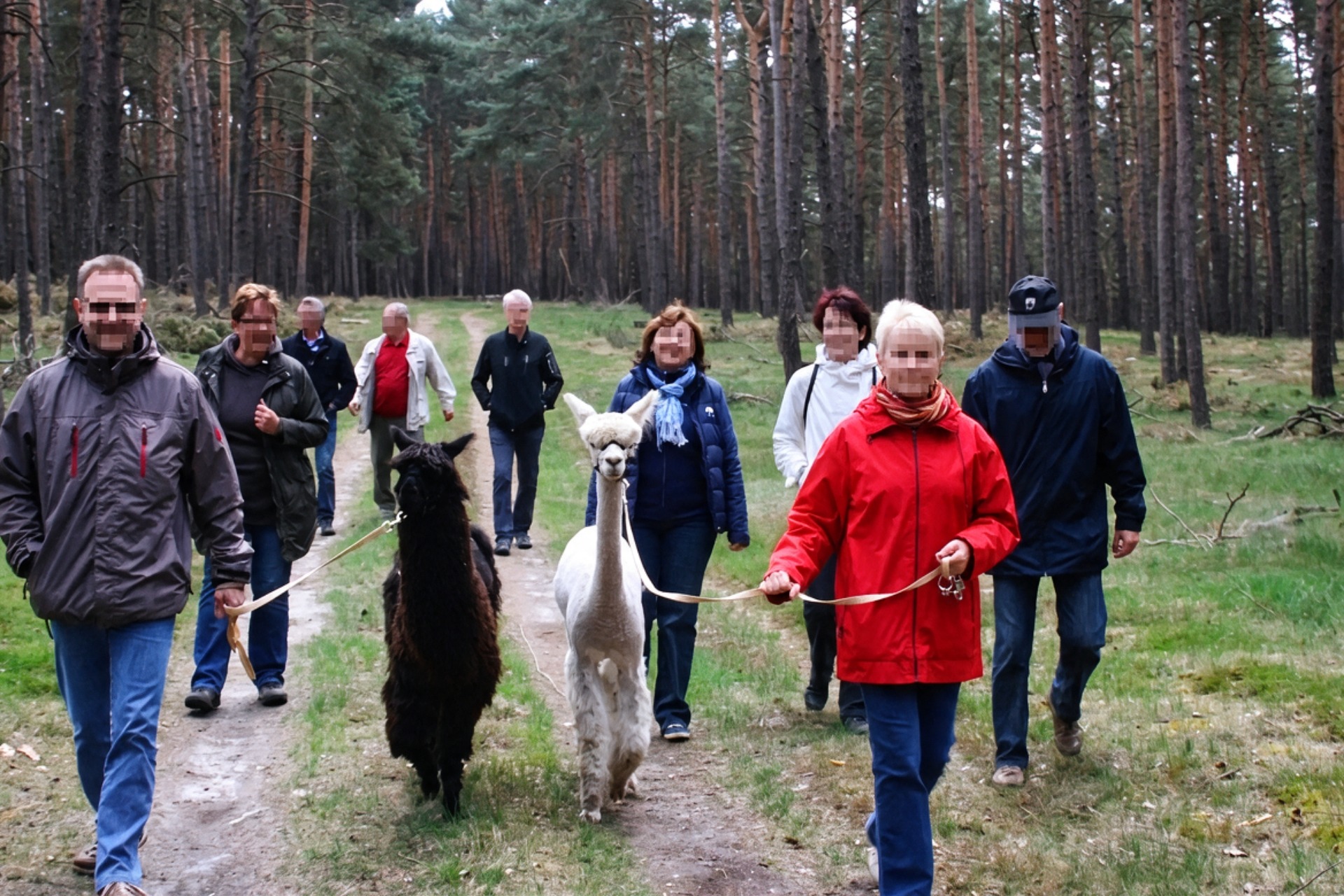 Alpaka Wanderung