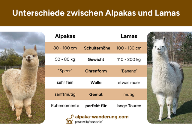 Lamas, Alpakas, Unterschiede, Vergleich