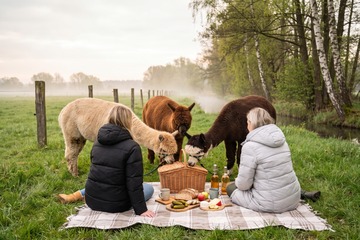 Picknick auf der Alpakaweide
