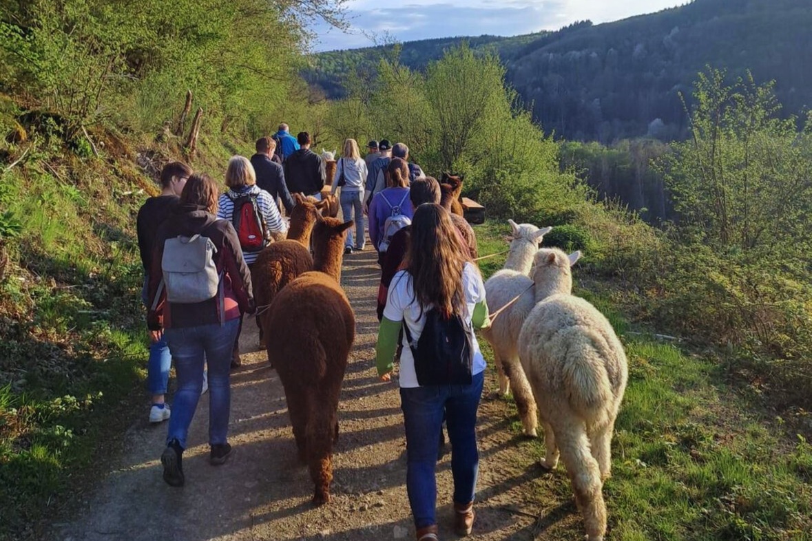 Alpaka Wanderung (Weekend)