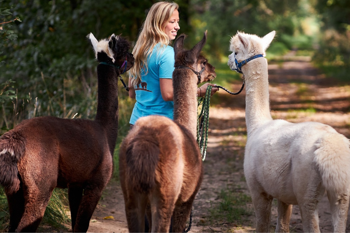 Alpaka / Lama Wanderung