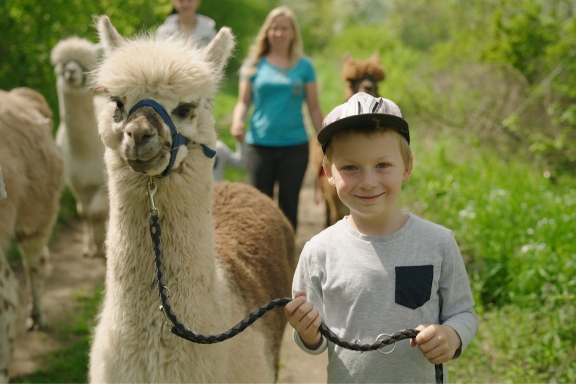 Alpaka / Lama Wanderung