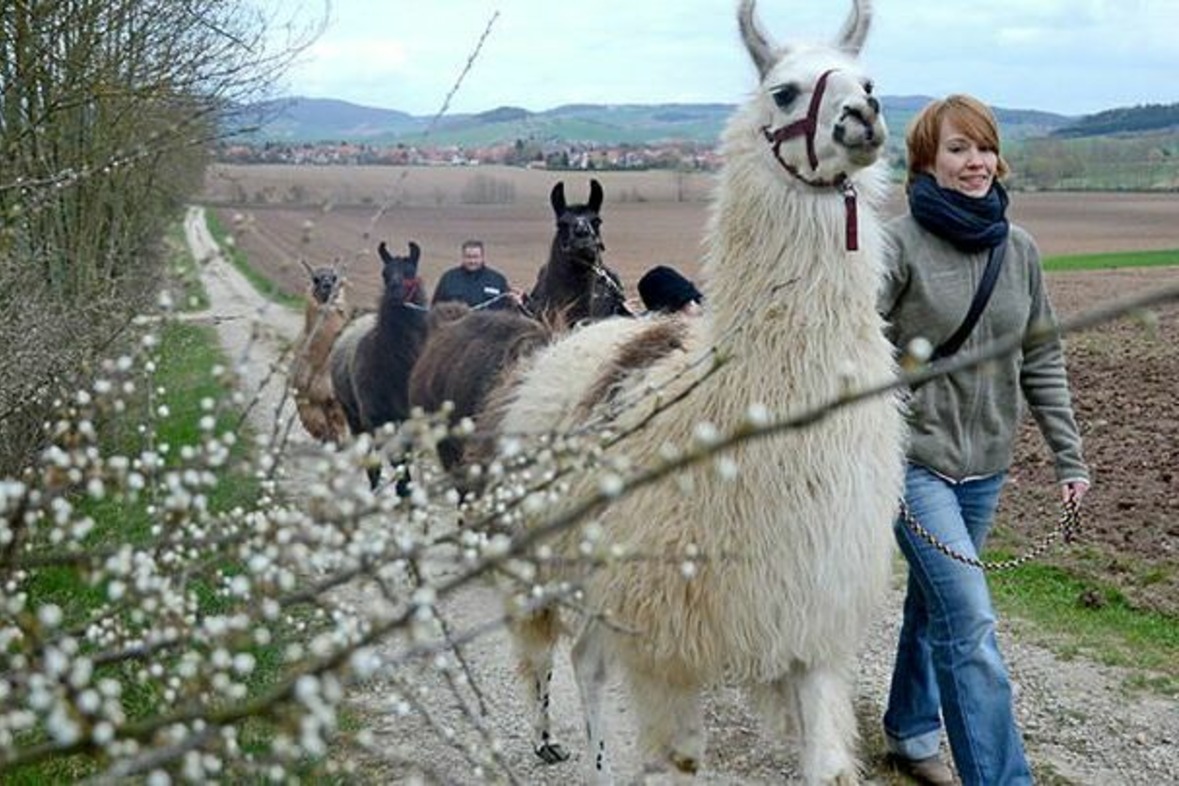 Lama Wanderung (Dreiländereck)